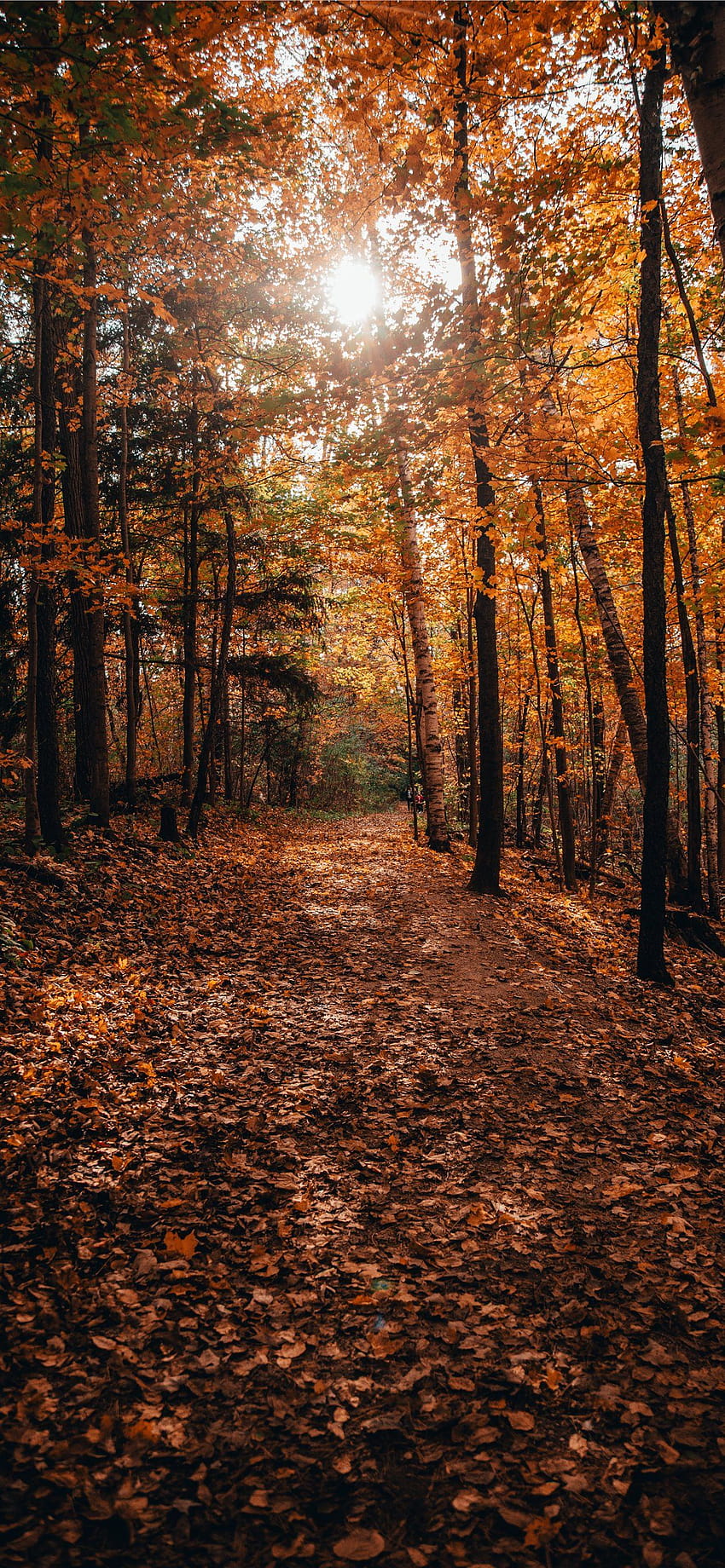 sun rays through the trees iPhone X, trees sunrays forest HD phone wallpaper