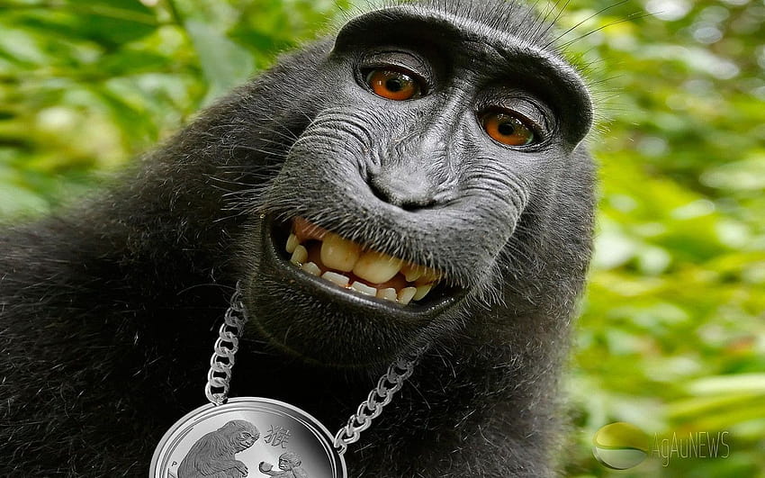Śmieszna małpa, małpa mem Tapeta HD