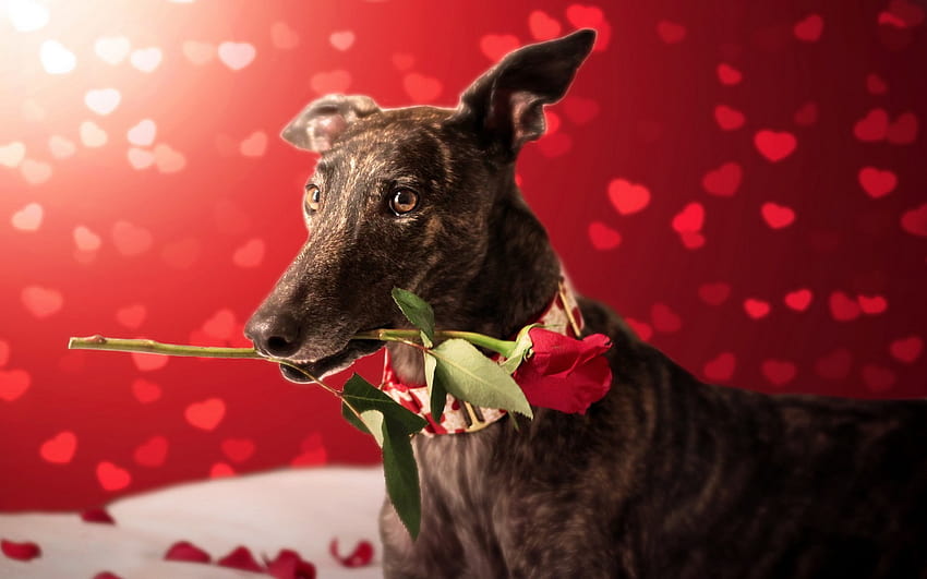 Valentines Day Dog 59 [1920x1200] for your , Mobile & Tablet, valentines day puppy computer HD wallpaper
