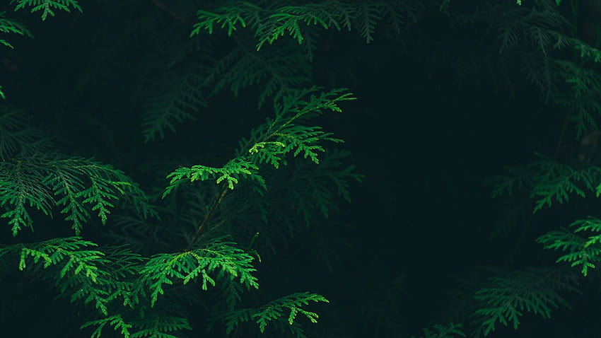 Green Aesthetic, aesthetic green HD wallpaper | Pxfuel