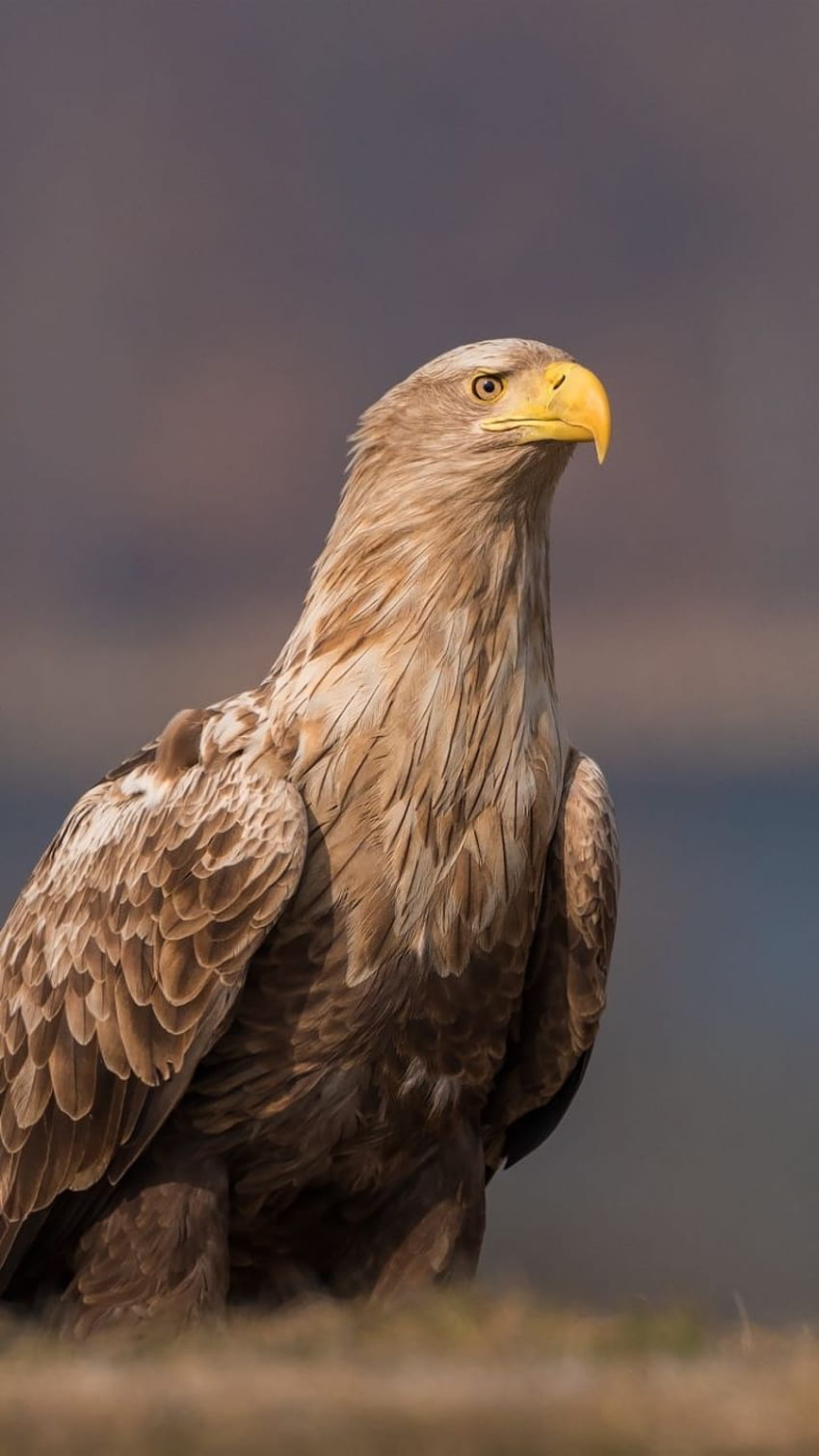 Animal/Golden Eagle, golden eagle phone HD phone wallpaper