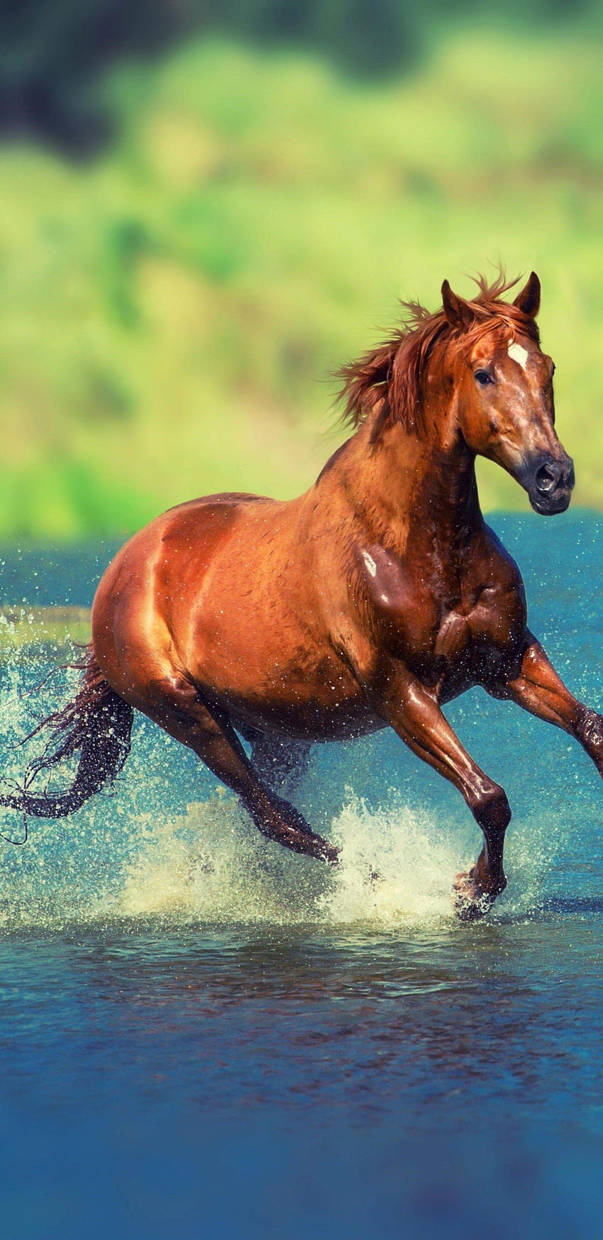 1440x2960 Running Horse In Water Samsung Galaxy Note 9,8, S9,S8,S HD phone wallpaper