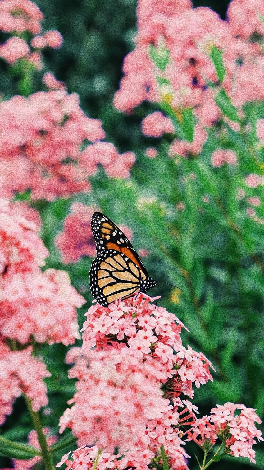 Butterfly Garden HD phone wallpaper | Pxfuel