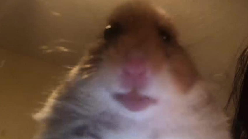 Hamster-Meme HD-Hintergrundbild