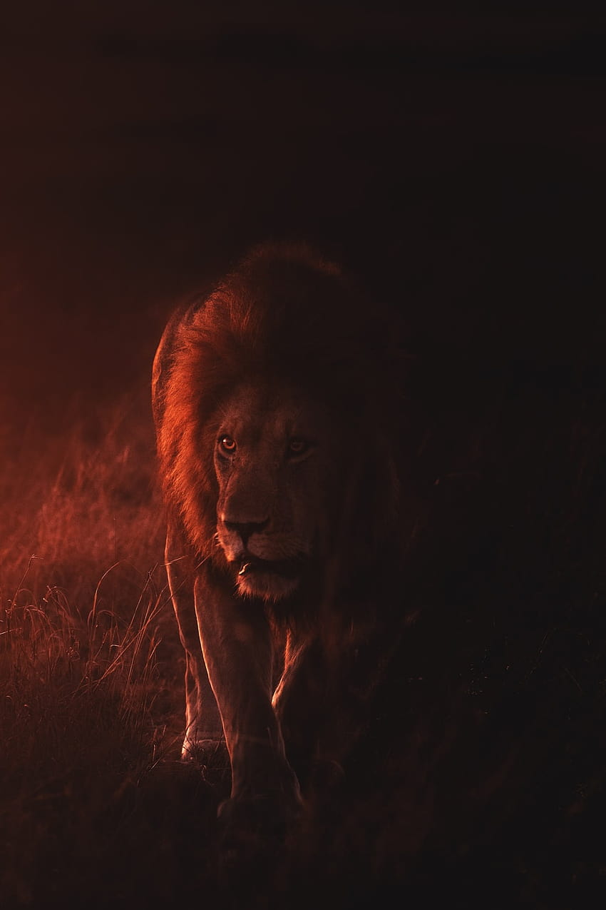 2 ライオン & 赤と黒のライオン HD電話の壁紙