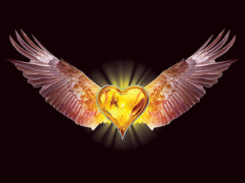 Heart with Wings and Backgrounds, pink wings HD wallpaper