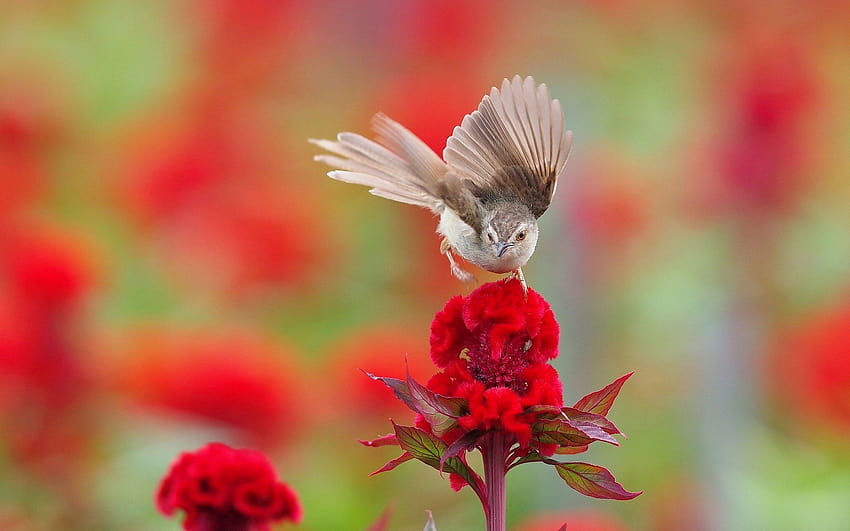 Small bird on the flower, floral, animal, animals, small animals HD wallpaper
