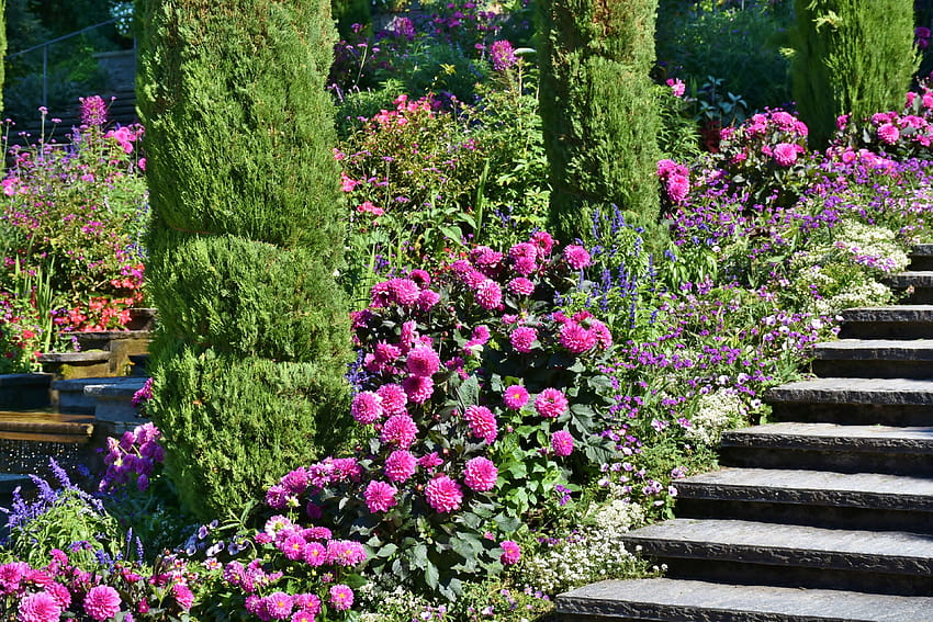 3105139 / dahlias, flowers, island, lake, lake constance, mainau, panorama, park, pink, places of interest, plant, planted, purple, stairs, summer, tourism, view, water, water feature, mainau island HD wallpaper
