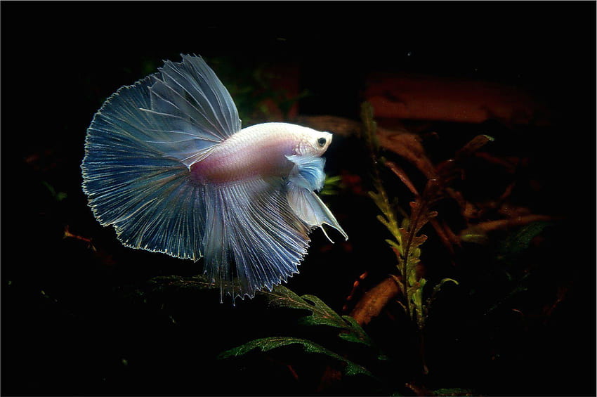 BETTA Siamese Fighting Fish underwater tropical psychedelic HD ...