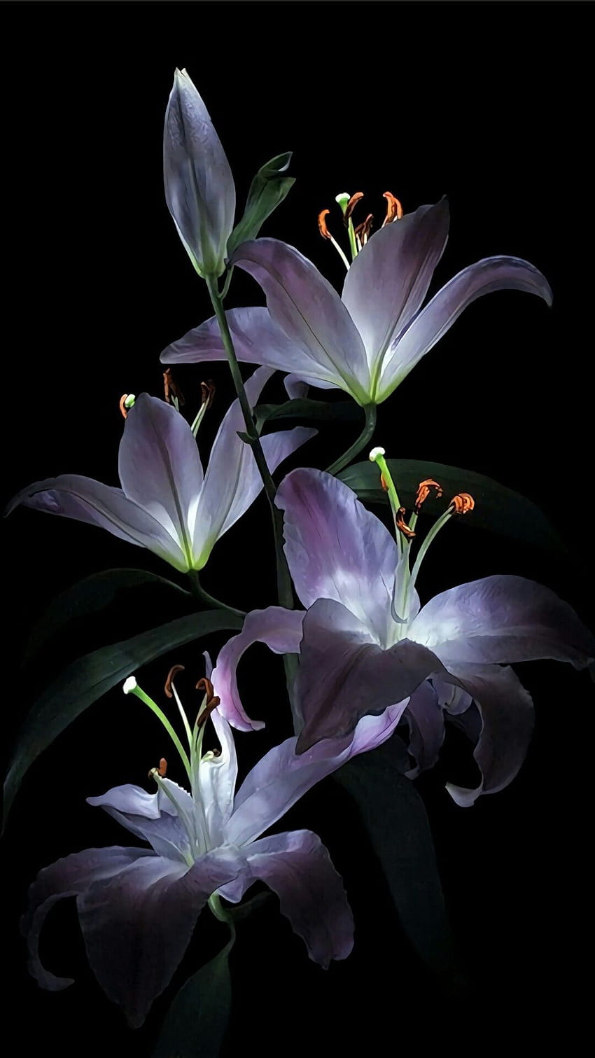 花, 開花植物, ユリ, 植物, 花びら, 紫, ユリの花 iphone HD電話の壁紙