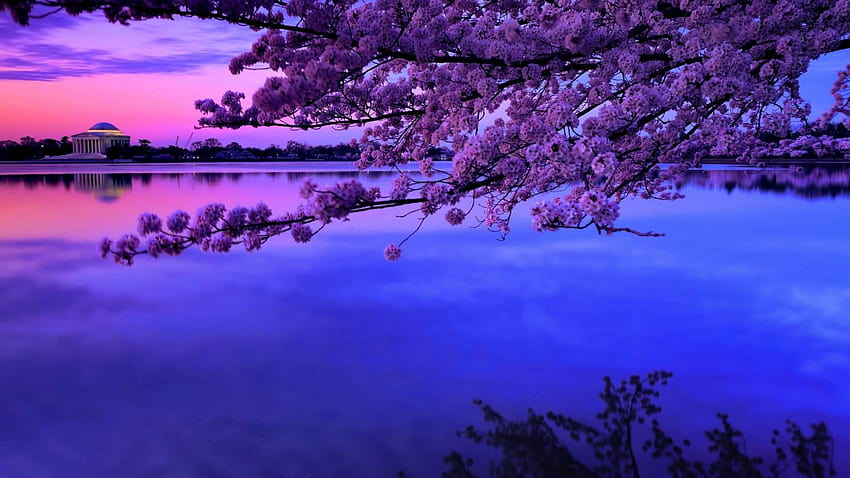 Cherry Blossom Wallpapers: Free HD Download [500+ HQ] | Unsplash