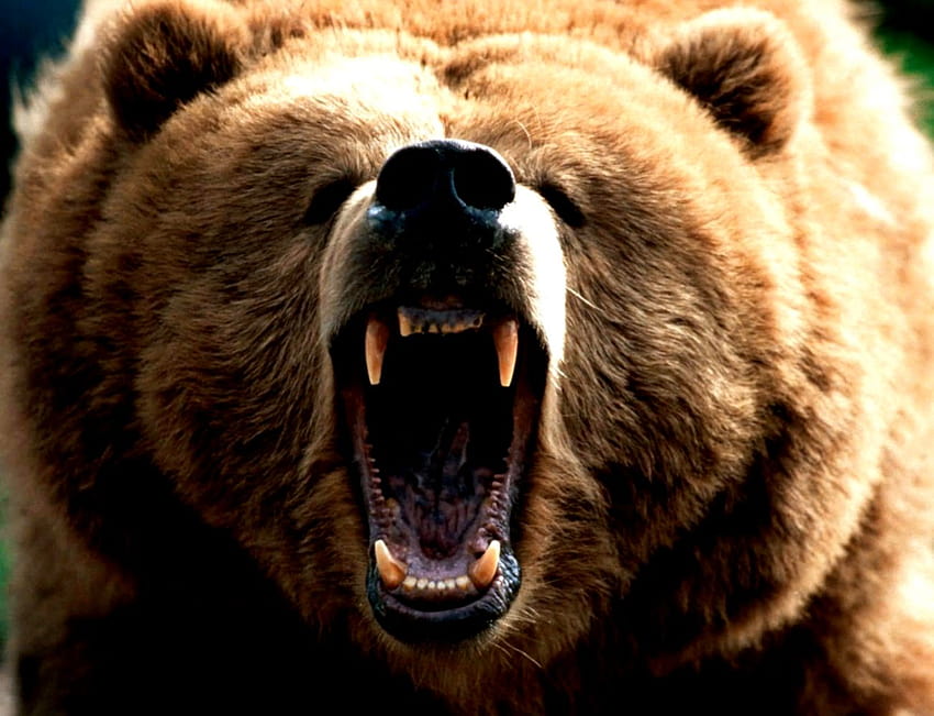 Angry Brown Bear Gallery [1302x997] for your , Mobile & Tablet, angry bear HD wallpaper