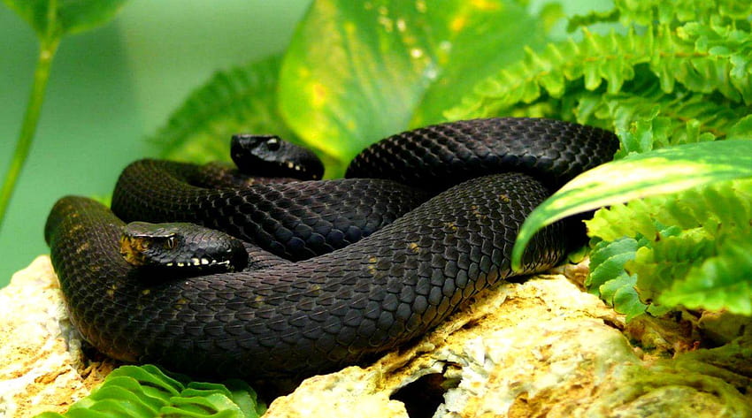 Black Cobra Snake In, venomous snakes HD wallpaper