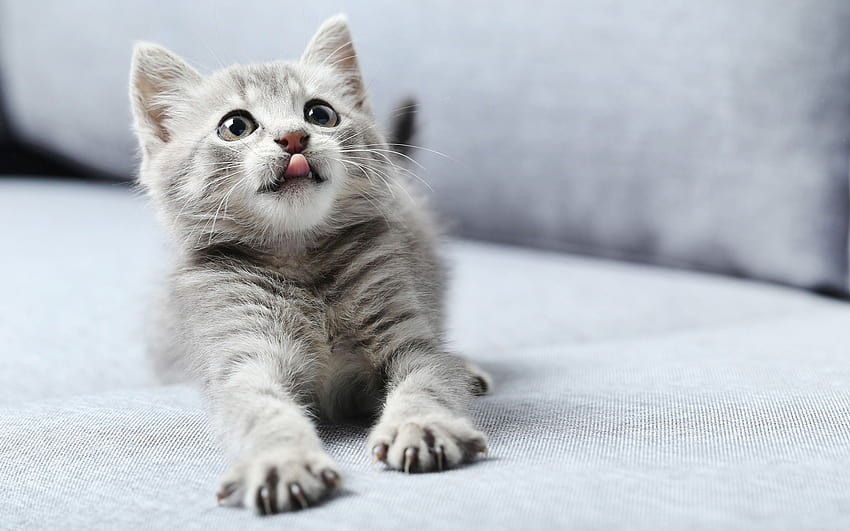 Cute gray kitten High Quality Preview, cute gray kitty HD wallpaper