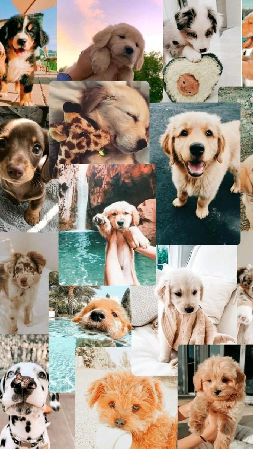 cute animal collages, dog collages HD phone wallpaper