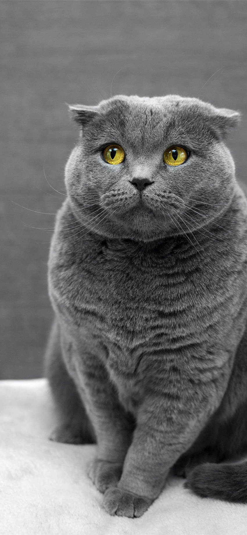 Mavi Rus kedisi iPhone 12'nin seçici odak grafiği HD telefon duvar kağıdı