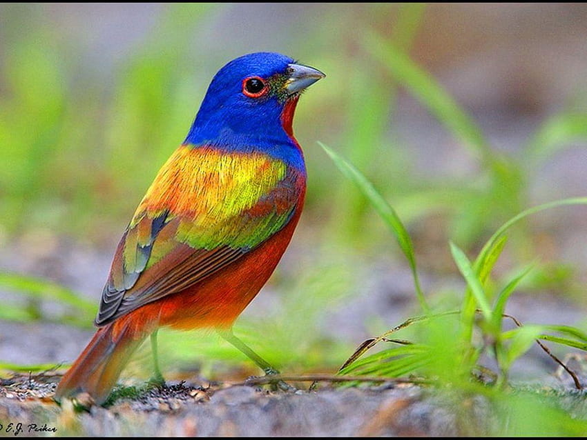 The Painted bunting HD wallpaper