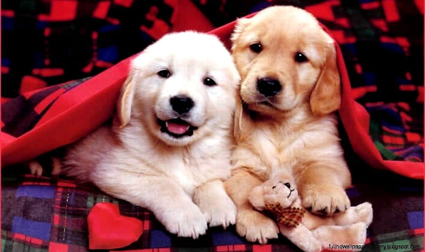 puppies wallpaper for desktop