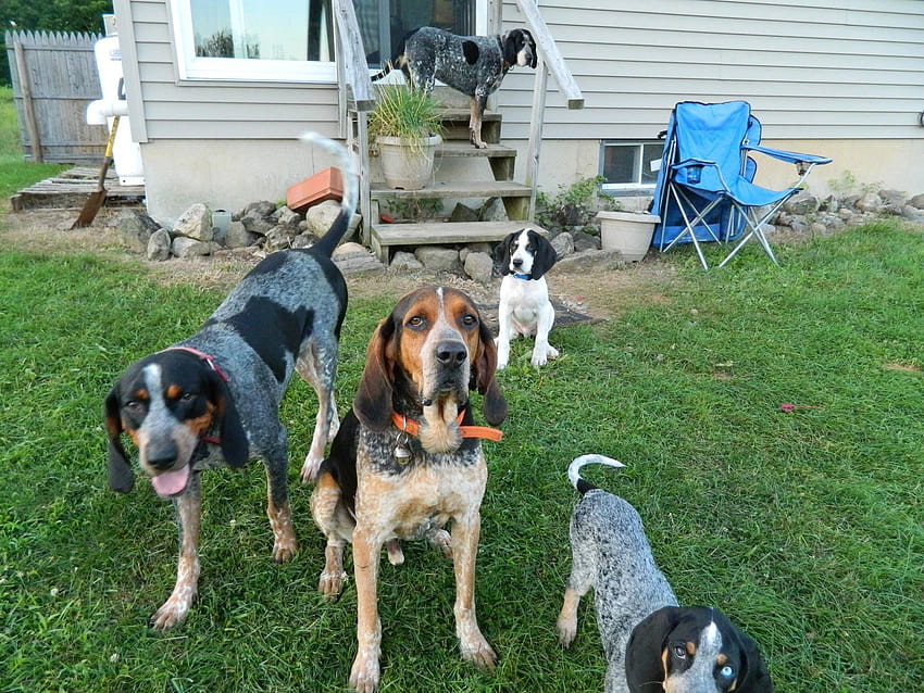 Our blue tick coonhound pack HD wallpaper