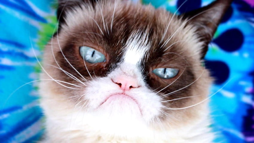 Grumpy Cat, the face of thousands of internet memes, has died, grumpy cat memes HD wallpaper