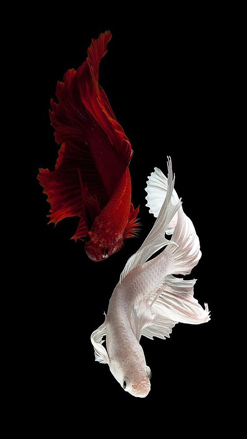Betta Fish for Android, amoled fish HD phone wallpaper