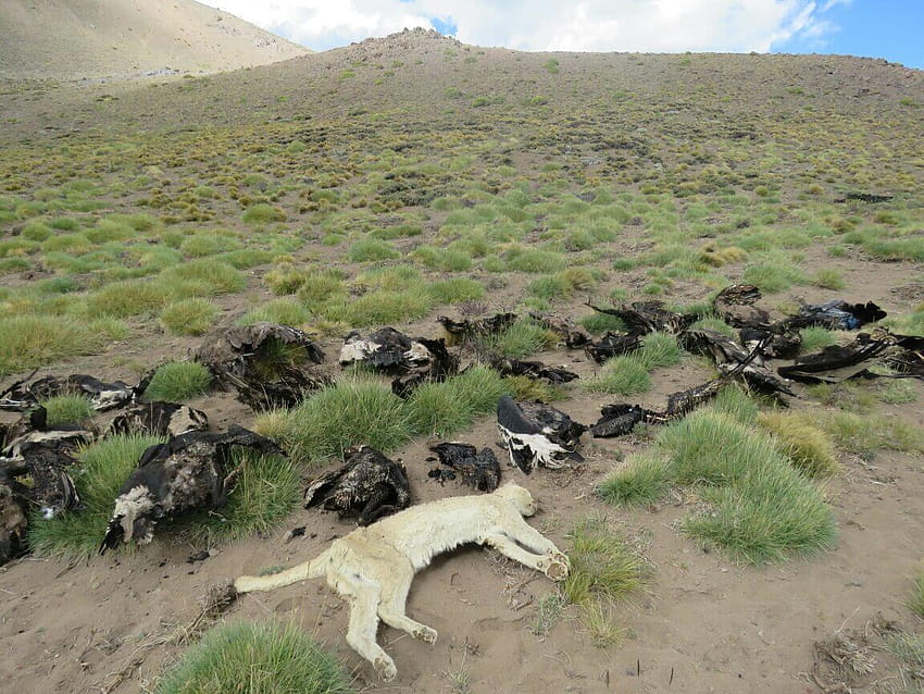 34 Andean Condors found dead in ...birdlife HD wallpaper