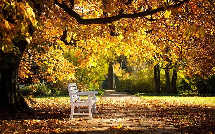 Graphy White Bench In The Autumn Park, park in autumn HD wallpaper | Pxfuel