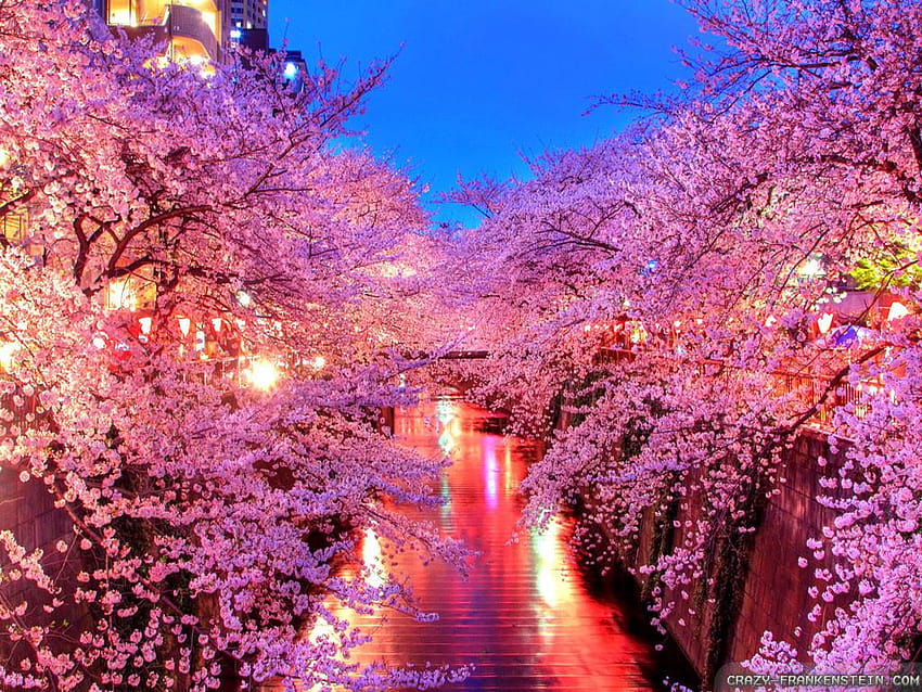 Spring In Japan, japanese river HD wallpaper