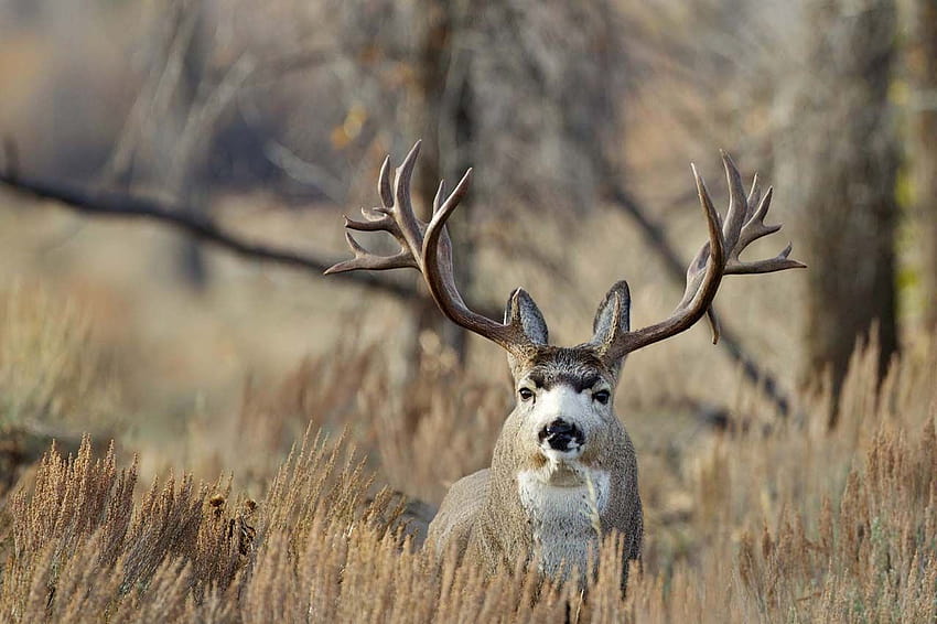 Mule Deer Group, big bucks HD wallpaper