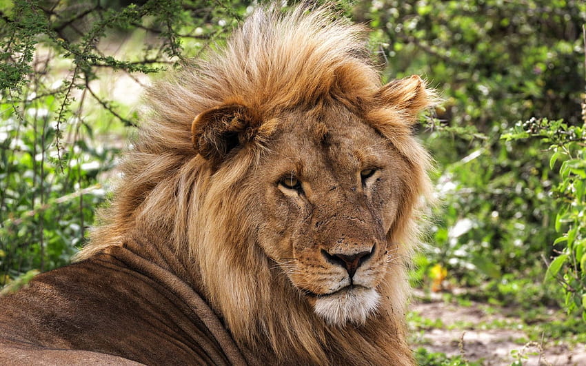 big lion, Africa, summer, wildlife, predator, summer lion HD wallpaper