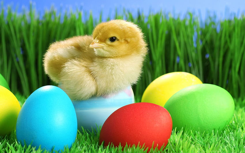 Real Cute Easter Chick, laptop cute easter HD wallpaper