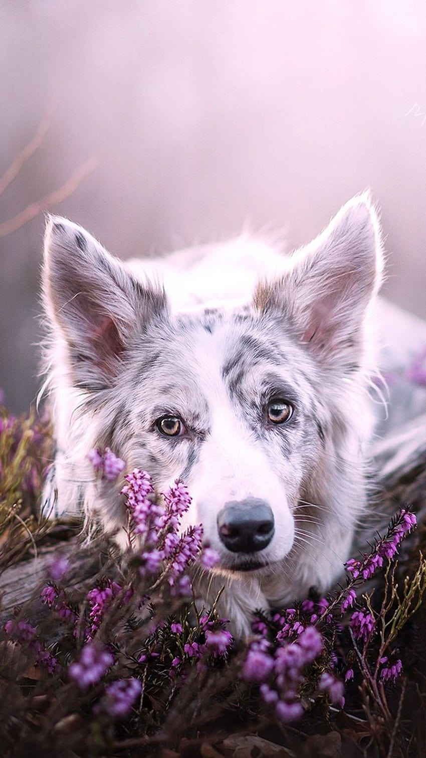 Dog are added. Beautiful and cute dogs for your mobile phone. Follow us on Facebook for more beautiful wall…, beautiful dogs HD phone wallpaper