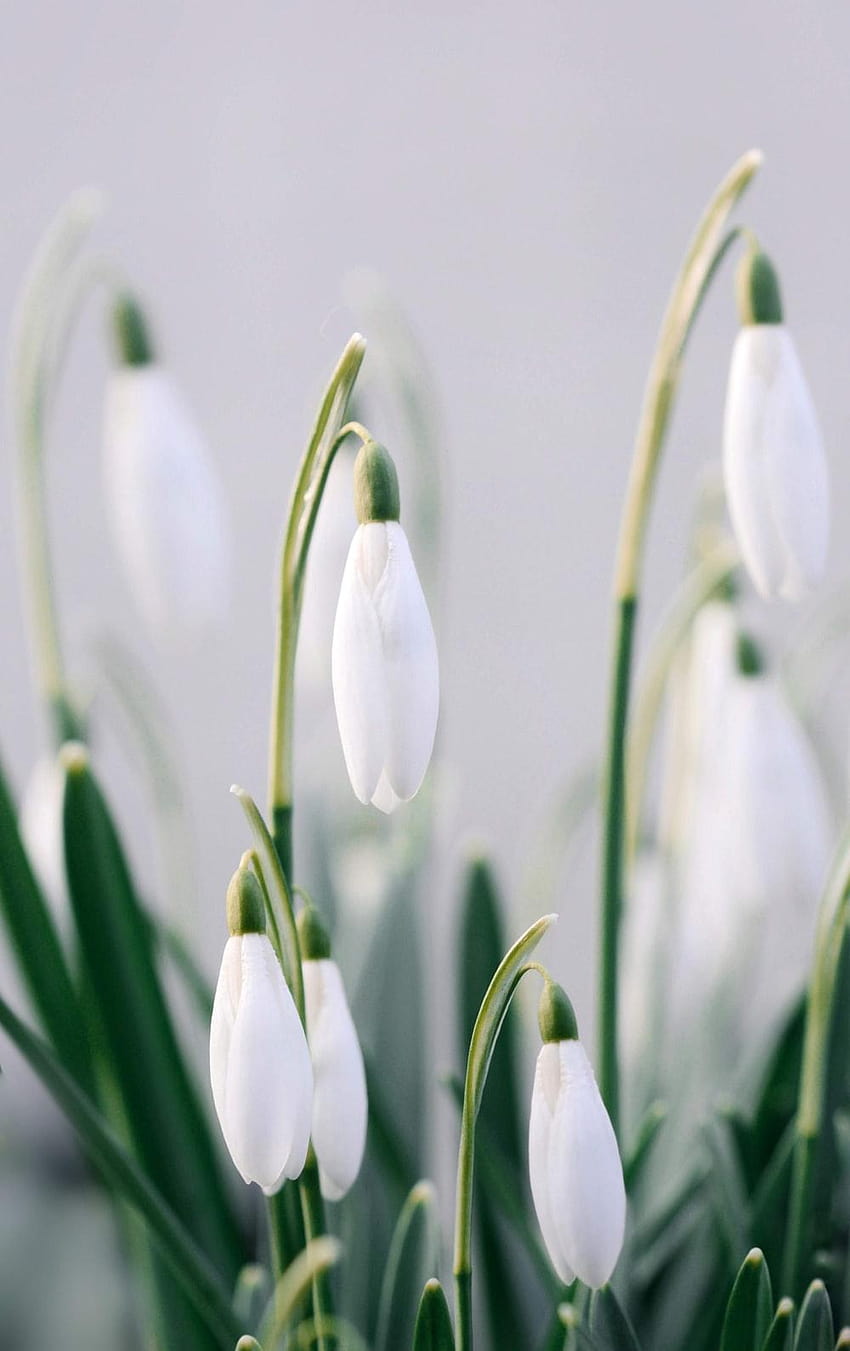 White snowdrop Spring, white amaryllis HD phone wallpaper