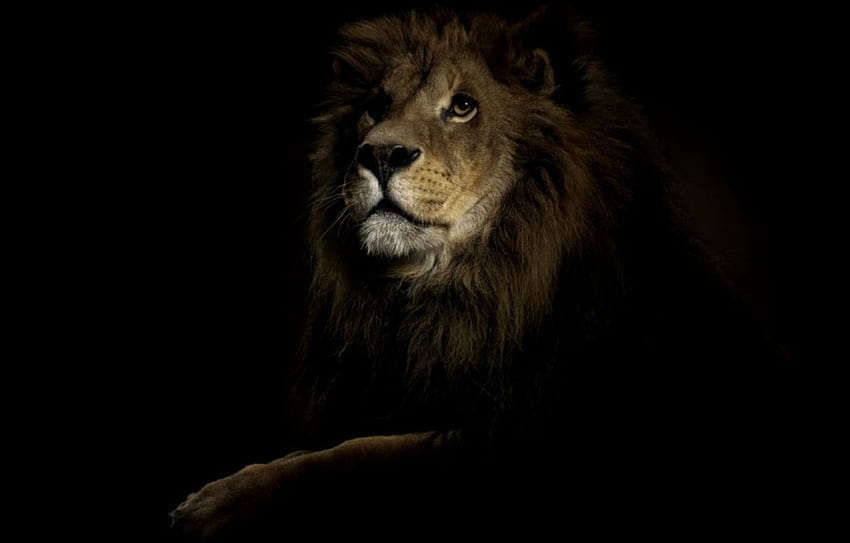 Lion King Dark HD wallpaper | Pxfuel