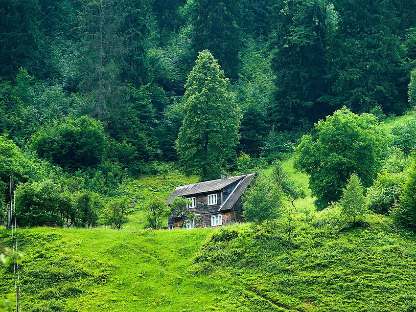 1400x1050 casa, floresta, verão, grama, solidão padrão 4:3 planos de fundo, casa da floresta de verão papel de parede HD