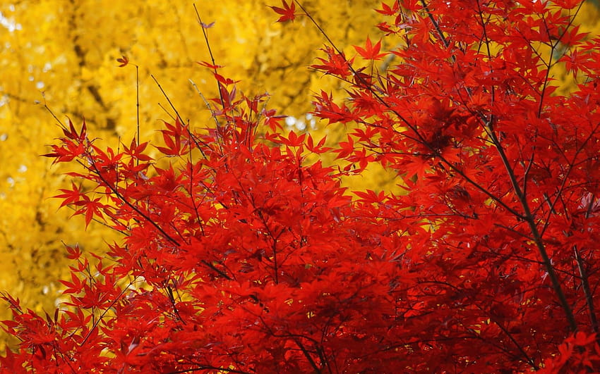 Autumn trees crown leaves yellow red maple, japanese maple tree HD wallpaper