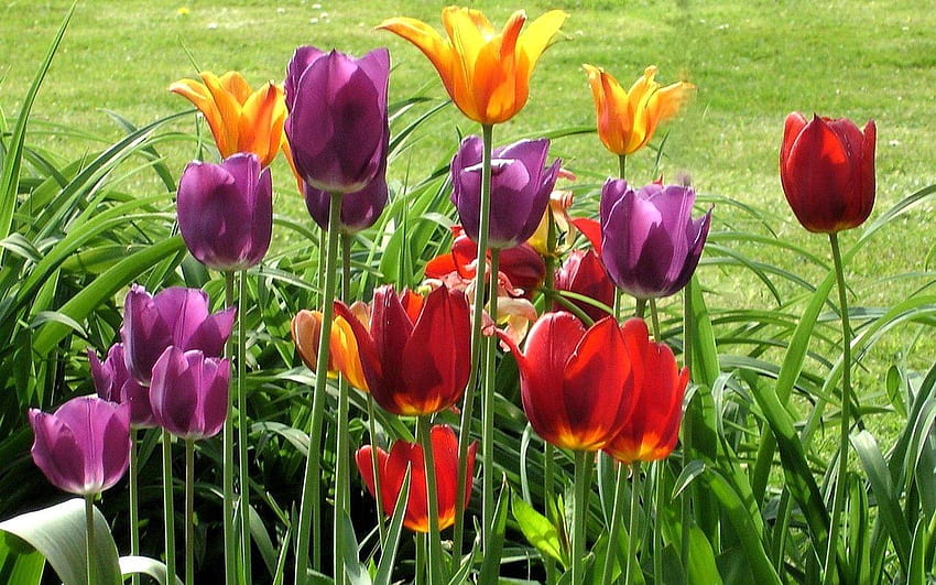 Flor: Campo Tulipanes Hermosos Colores Plantas Hierba Verde Sol, tulipanes arcoiris fondo de pantalla