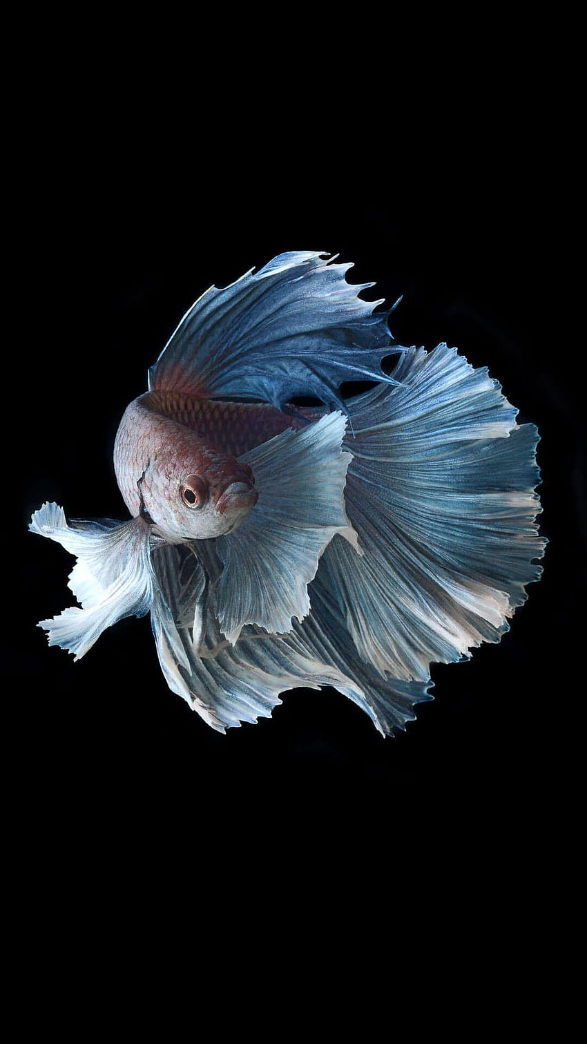 iPhone 6S Fish, poisson combattant Fond d'écran de téléphone HD