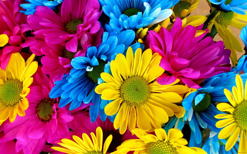 Multicolored Daisy Bouquet, colorful bouquet HD wallpaper