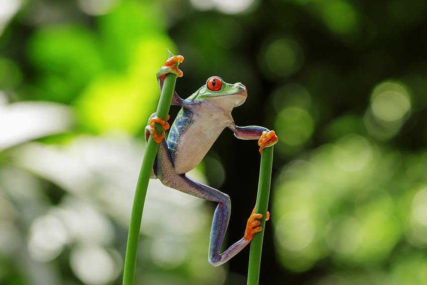 Amazing Frog Species HD wallpaper
