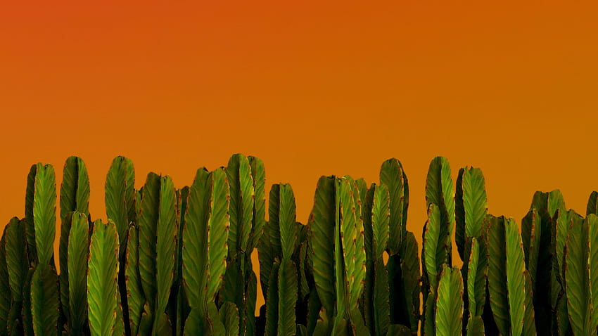 Cacto, plantas verdes, plantas do deserto, fundo, 2ce985, cacto do deserto papel de parede HD