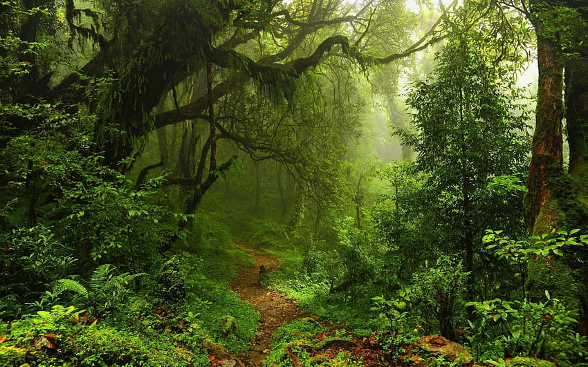 nature, Trees, Forest, Leaves, Lianas, Mist, Moss, Path, Plants ..., rainforest path ultra HD wallpaper