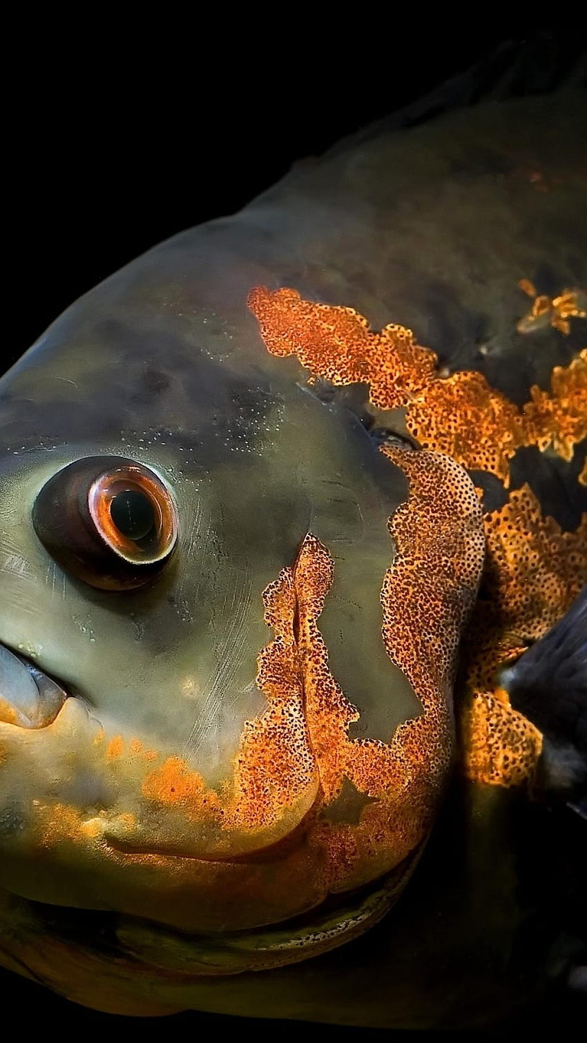 oscar fish HD phone wallpaper