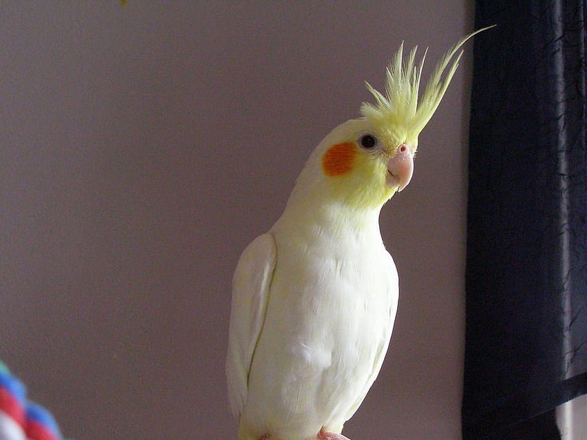 white face cockatiel – Todd Marcus Birds Exotic Inc, cockatiel bird HD wallpaper