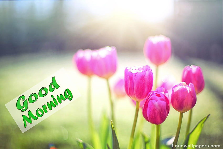 Lovely Pink Tulips Flowers In Good Morning HD wallpaper | Pxfuel