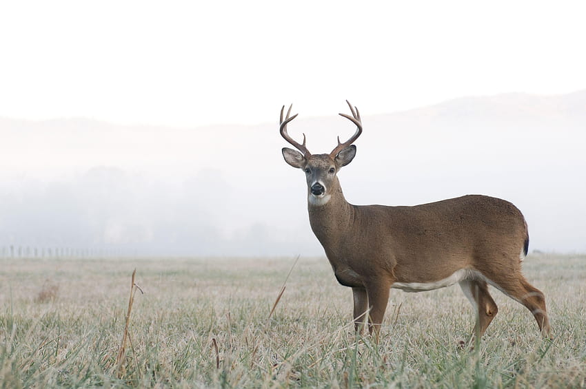 Differences between Mule Deer and Whitetail Deer, blacktail deer HD wallpaper
