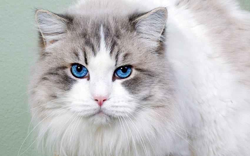 white, Cat, With, Blue, Eyes / and Mobile Backgrounds, siberian cat HD wallpaper