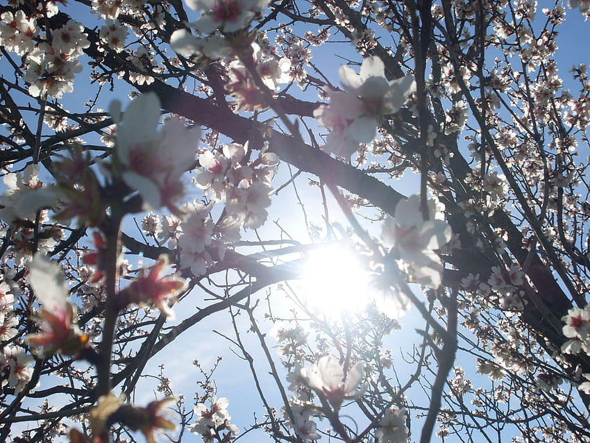 blue, flowers, pink, sky, spring, sun, tree, trees, white, spring sun HD wallpaper