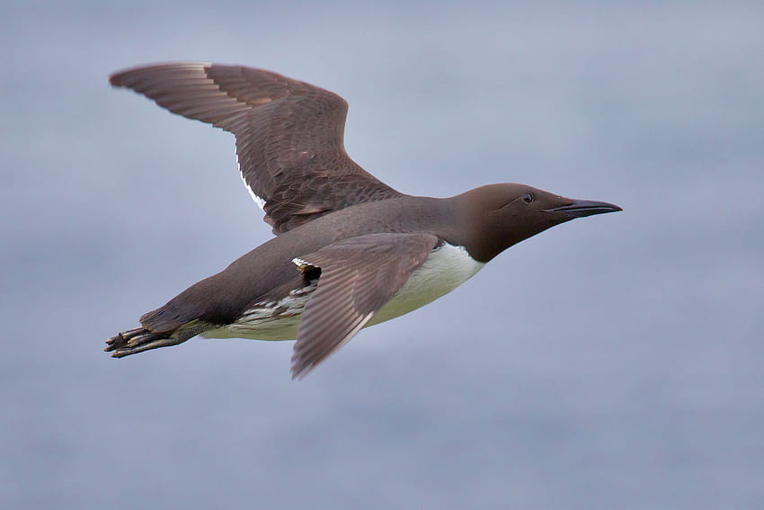 Seabirds: Learn All About 'Em – Part 4, sternidae HD wallpaper