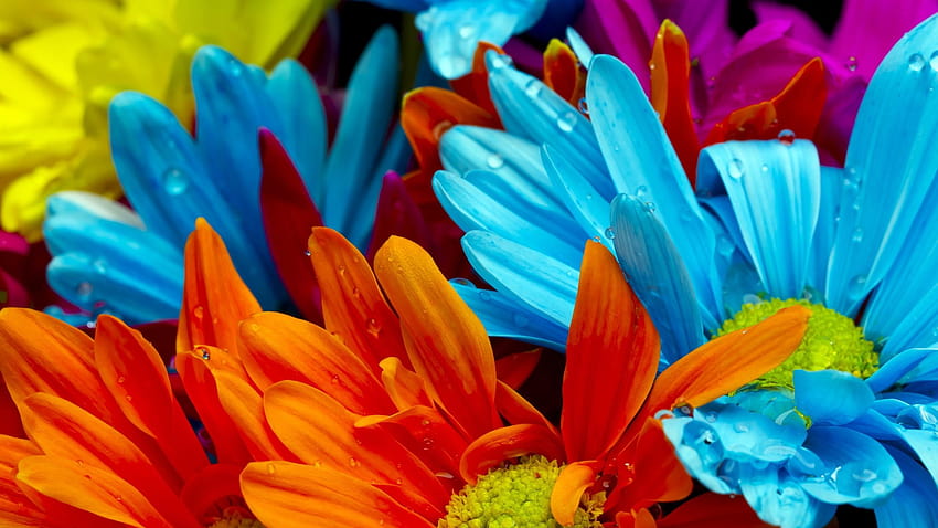 ดอกไม้: ดอกไม้ ส้ม เยอบีร่า เหลือง ชมพู น้ำค้าง หลากสี น้ำเงิน แดง ดอกไม้หลากสี วอลล์เปเปอร์ HD